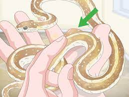 We did not find results for: 4 Ways To Take Care Of A Garter Snake Wikihow