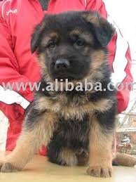 Zte blade v30 vita lkr 41,400. German Shepherd Dog And Puppies For Sale Products Cameroon German Shepherd Dog And Puppies For Sale Supplier