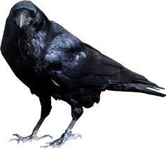 Raven Cool Pics Of Heroes I Like From Artists I 39 Ll Make More Of Crow Animals Crow Photos