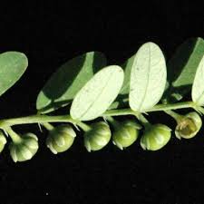 Image result for Phyllanthus parvus