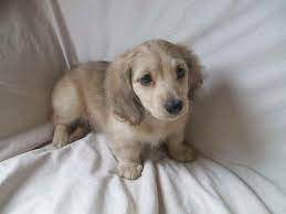 The miniature poodle was recognized by the american kennel club in 1887. Cream Miniature Dachshund Puppies For Sale Petsidi