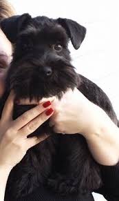 Black And White Schnauzer Pictures Pin On Sofie S Pins