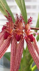 Image result for Bulbophyllum stolzii