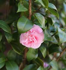 Previous post« previous hanging succulent plants. Winter Flowering Plants For Cold Weather Color The Gardening Cook