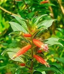 Image result for Cuphea ignea