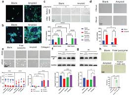 Nano amyloids promoted cell adhesion mainly via serum deposition and...