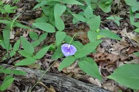 Image result for Clitoria