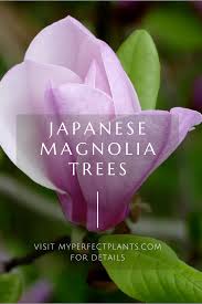 This makes pruning tricky, as. Large Magnolia Trees For Sale Buy Magnolia Trees Online Perfect Plants In 2021 Japanese Magnolia Tree Japanese Magnolia Magnolia Trees