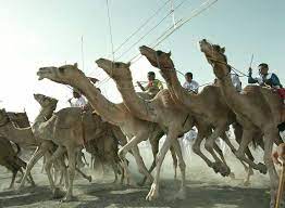 Dromedary camels, which have one hump, and bactrian camels, which have two humps. Which Is Faster A Horse Or A Camel And Which Animal Would Win A 100 Mile Race Zippy Facts