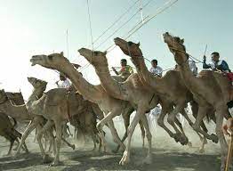 Horses and camels were shown running neck to neck toward the pyramids for a short while and the camels kept up with the horses. Which Is Faster A Horse Or A Camel And Which Animal Would Win A 100 Mile Race Zippy Facts