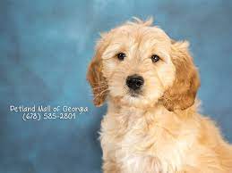 Maybe you would like to learn more about one of these? The Mini Goldendoodle Puppy Petland Mall Of Georgia