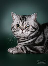 britanskij kot cats animals