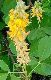 Image result for Crotalaria rhodesiae