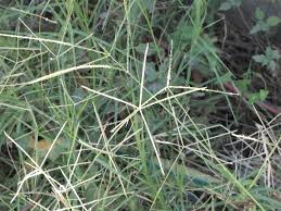 Image result for Cynodon