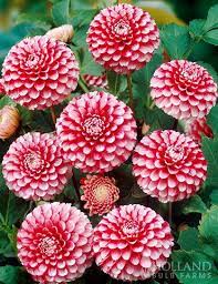 Pin On Garden Must Have