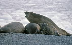 Download elephant seal pup images and photos. Southern Elephant Seals Mirounga Leonina Antarctic Peninsular Grid Arendal