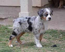 All of our dogs have been genetically tested. Australian Shepherd Breeders Texas