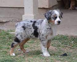 We did not find results for: Australian Shepherd Breeders Texas