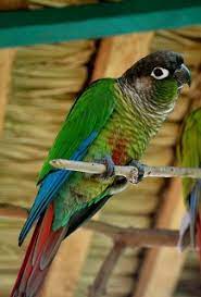 What are the pro's and con's of a green cheek conure? Green Cheeked Conure Pyrrhura Molinae Parrot Encyclopedia