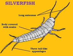 Silverfish Removal Sydney Top Rated Abc Pest Control Sydney