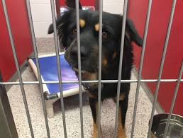 Maybe you would like to learn more about one of these? Pima Animal Care Center Urging Community To Adopt Due To Hoarding Cases
