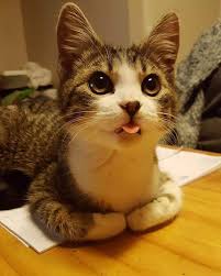 Blep Join Our Group Happy Cats Cute Funny Cat Kitten Pictures Videos Cute Cats Cats Happy Cat