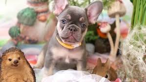 Find free puppies near me, adopt a puppy, buy puppies direct from kennel breeders and puppy owners in chad. Davis French Bulldogs Dog Breeder