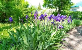 Plant your garden in full sun and watch. Plants For Hellstrip Gardening The Home Depot