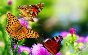 Nature is both healing and inspiring; Les Meilleurs Images De La Nature Les Belles Photos De La Nature Les Plus Beaux Fonds Most Beautiful Butterfly Beautiful Butterflies Butterfly Wallpaper