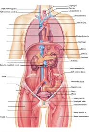 Cassell illustrated год hundreds of drawings illustrate both the underlying structure and the exterior of the face, torso. Human Diaphragm Blood Vessels Guws Medical