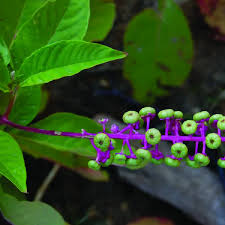 Image result for Phytolacca