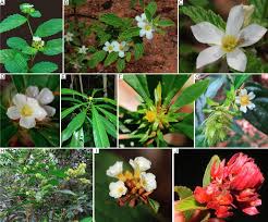 Image result for Turneraceae