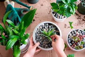 As for keeping cats away from vegetable and flower beds, the opinions are divided. Ways To Keep Cats Out Of Your Indoor Plants Kellogg Garden Organics