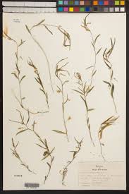 Image result for Afrohybanthus