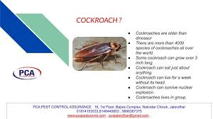 There are many pest control companies which make their customers extremely frightened and then demand high charges. Jalandhar Pest Control Pca Home Facebook
