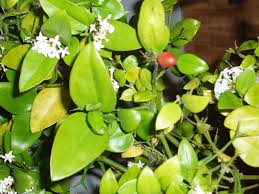 Image result for Carissa bispinosa