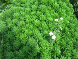 Image result for Limnophila crassifolia