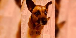 Authorized retailers will display either the quest logo or a picture of a virginia ebt card. Dog Shot And Killed Inside Fenced Yard Another Shot In Face