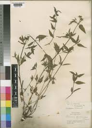 Image result for Otomeria elatior