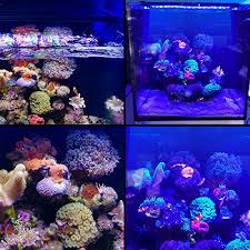 Marine Saltwater Reef Coral Aquarium Lig Buy Online In Antigua And Barbuda At Desertcart
