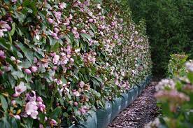Pin On Twining Valley Nurseries