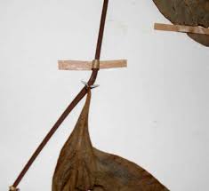 Image result for Barleria crossandriformis