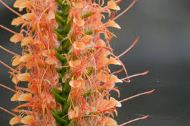 Image result for Crinum aurantiacum