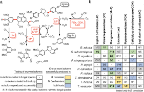 If english is not your language, use a translator , i do it often. A Plant Host Nicotiana Benthamiana Enables The Production And Study Of Fungal Lignin Degrading Enzymes Communications Biology