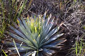 Image result for Eriocaulaceae