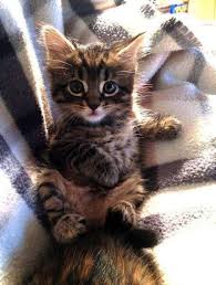 Show Me Cute Kitten Videos Either Cute Animals Relaxing On How To Draw Cute Animals Dolphin Lest Cute Kitten Videos Funny Kittens Cutest Cute Cat Gif Cute Cats