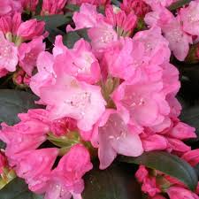 Rhododendron Yakushimanum Kalinka Pink Flowers Rhododendron Flowers