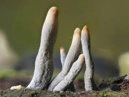 Image result for Xylaria polymorpha