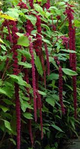 Amaranthus Amaranth Flower Amaranthus Flowers