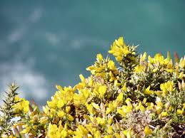 Image result for Ulex